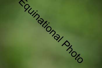EPM-1681