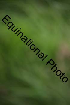 EPM-1797