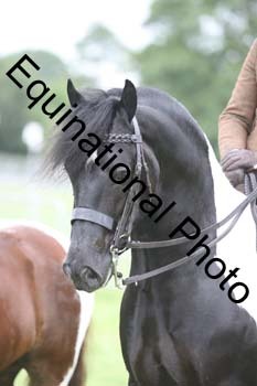 FON-3079