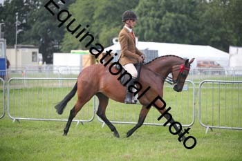 HOQ-1004 HOQ-1004