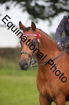 HOQ-1228