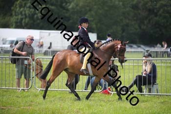HOQ-1295
