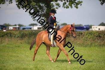 HOQ-1371