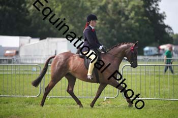 HOQ-1377