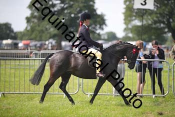 HOQ-1381