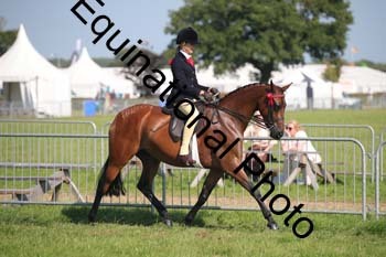 HOQ-2111