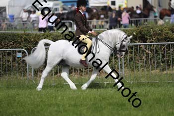 NFF-1039