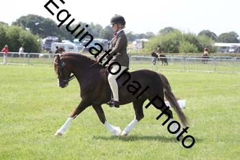 NFF-1201