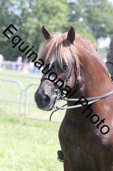 NFF-2006