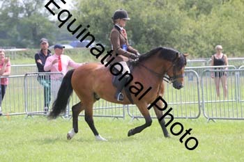 NFF-2333