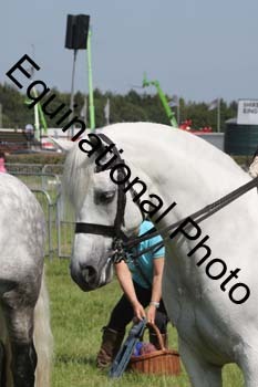 NFF-2461
