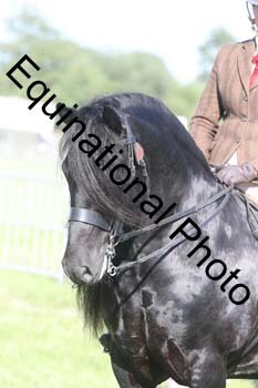 NFF-2868