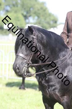 NFF-2875