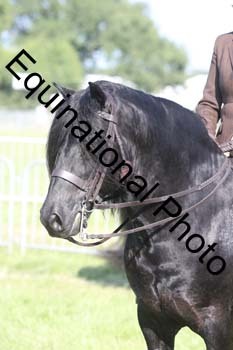 NFF-2876