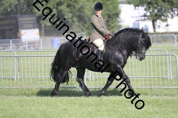 NFF-2943