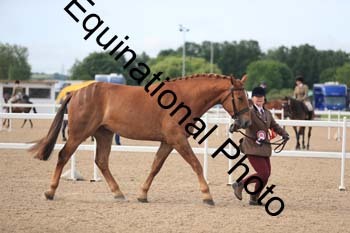 FHY-1206