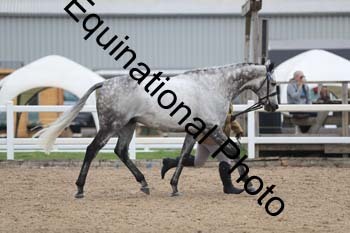 FHY-2067