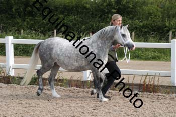 WNT-1026