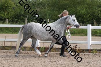 WNT-1028