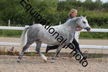 WNT-1029