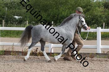 WNT-1036
