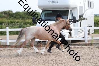 WNT-1053