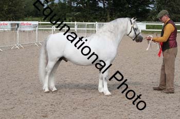 WNT-1152