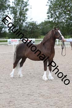 WNT-1241