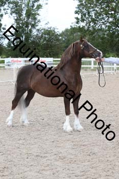 WNT-1246