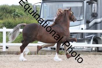 WNT-1250