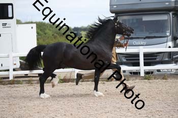 WNT-1273