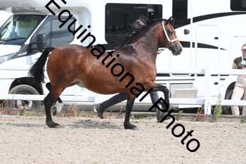 WNT-1362