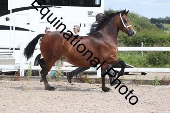 WNT-1363