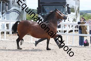 WNT-1364