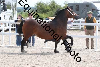 WNT-1365