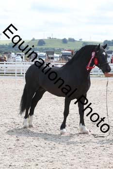 WNT-1379