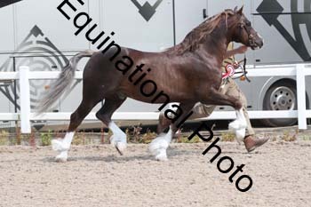 WNT-1395