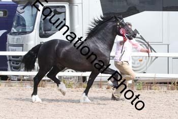 WNT-1399