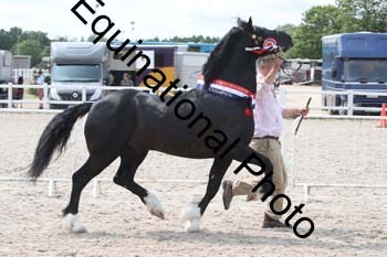 WNT-1465