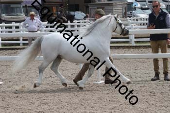 WNT-1478