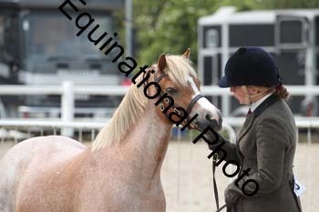 WNT-1528