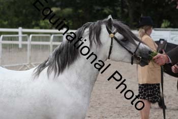 WNT-1541