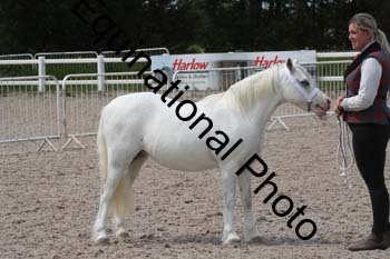 WNT-1554