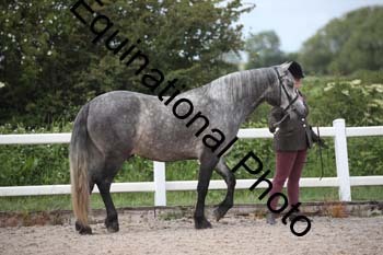 WNT-1579