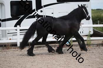 WNT-1580