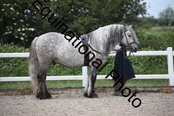 WNT-1586