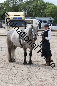 WNT-1619