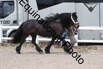 WNT-1739