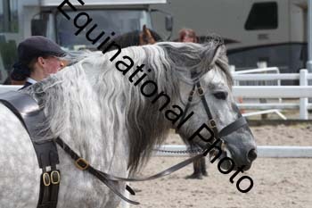 WNT-2232