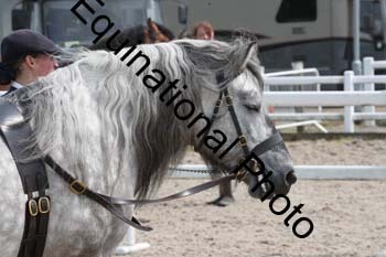 WNT-2233